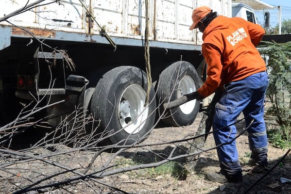 Inicia retiro de árboles secos en la capital de Querétaro