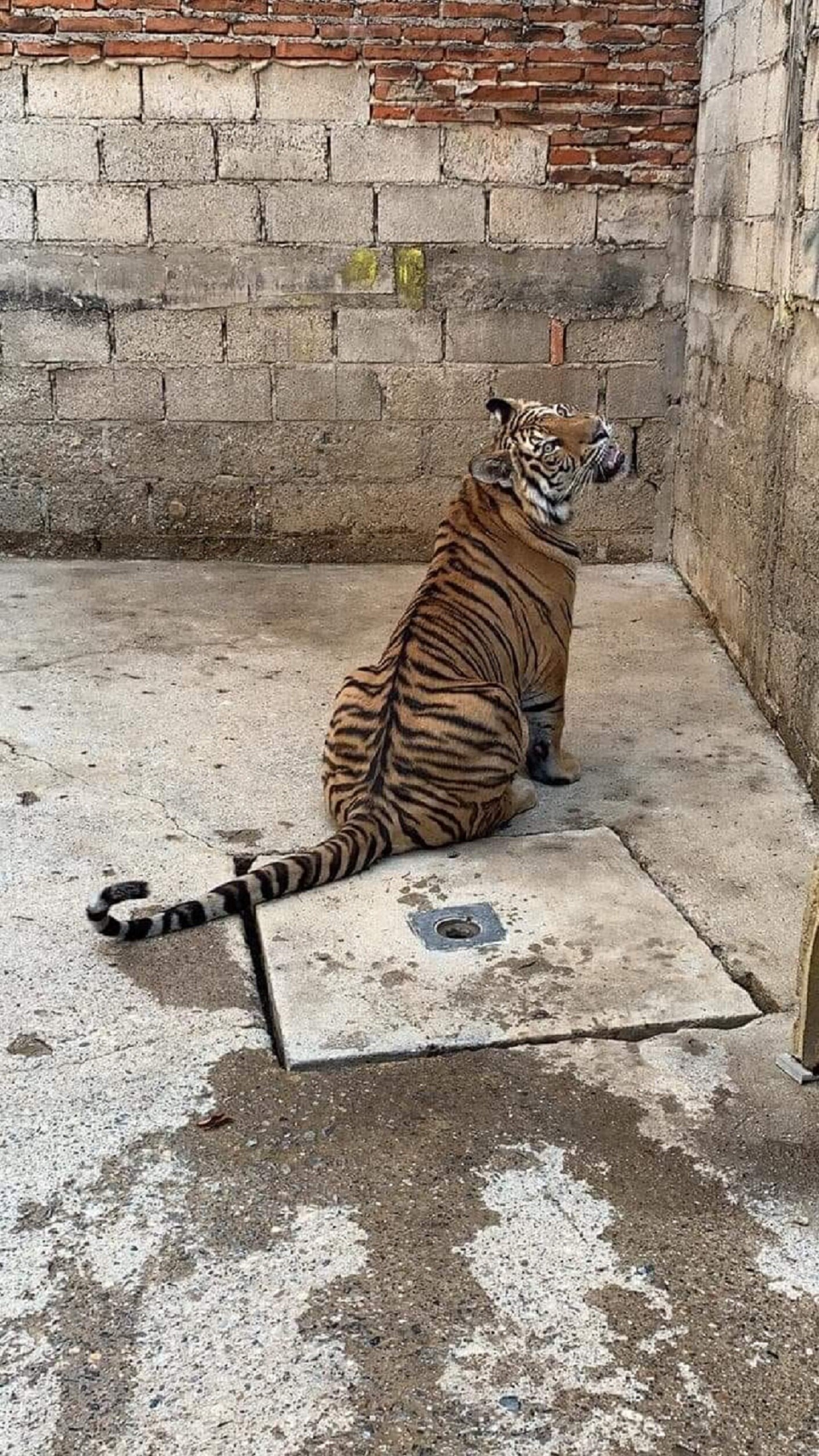 Viral. Venden tigre en las redes sociales de Querétaro