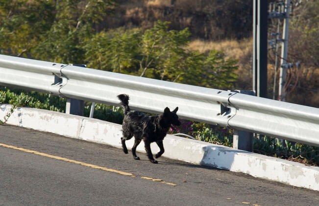 Al crecer la población, aumenta el abandono de mascotas: Apaqro