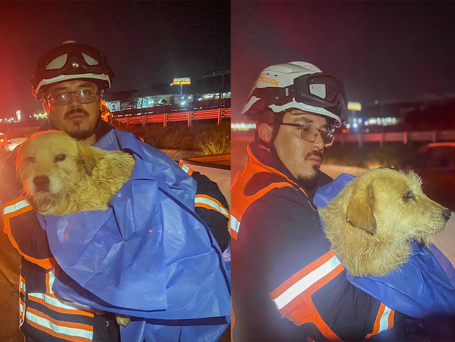 Rescatan a perrito atrapado en un dren de agua en la carretera 57.  Foto: Facebook CAAM El Marqués