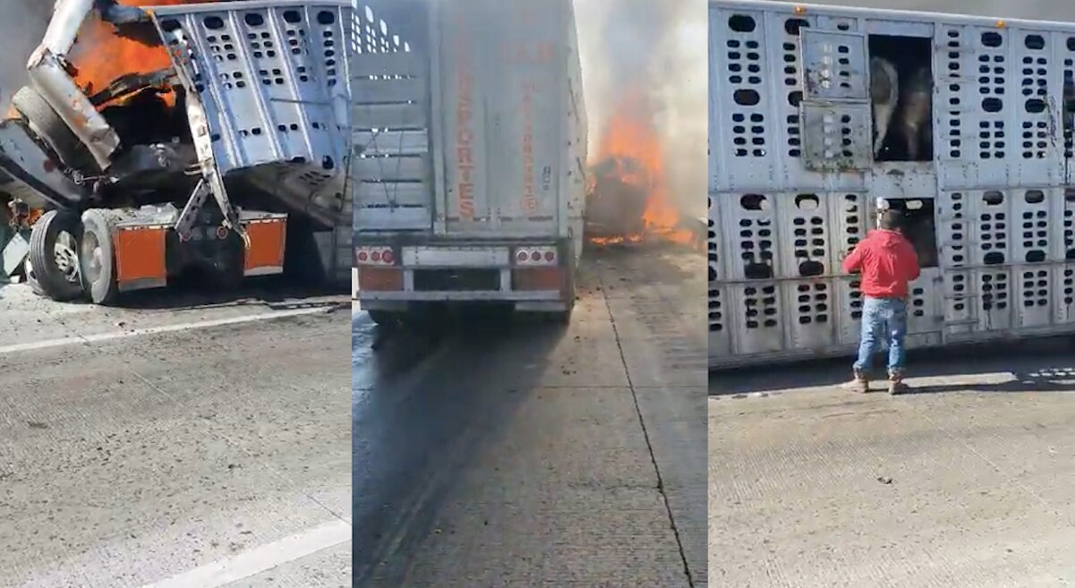 Mueren el operador y varias reses, tras incendiarse un tráiler en la autopista México-Querétaro