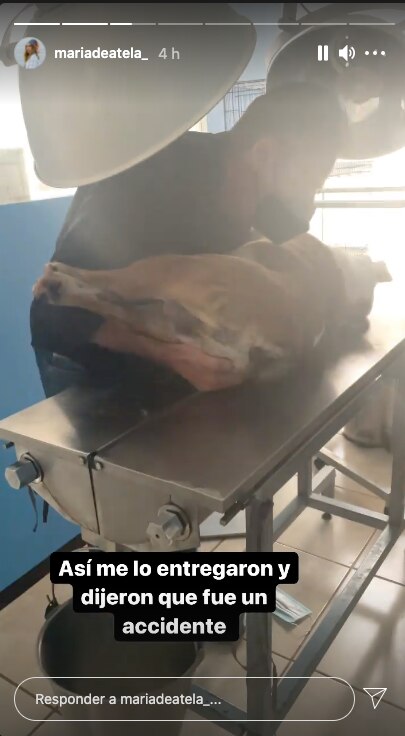 Lomito muere en la veterinaria; lo habían llevado a un baño en Juriquilla 