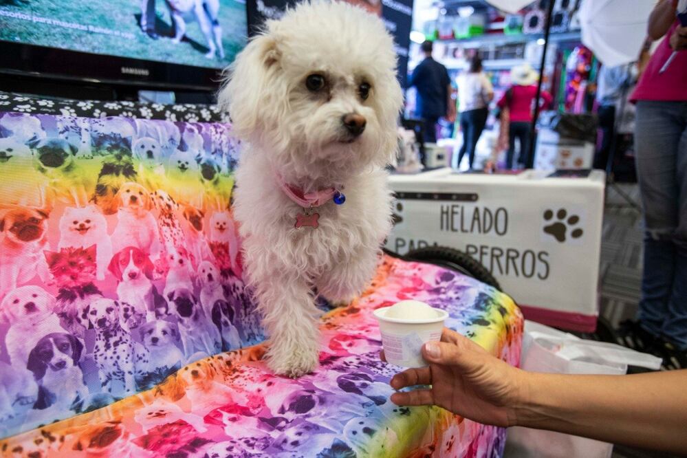 Foto: Demian Chávez, El Universal