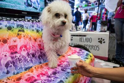 Tu perrhijo está de manteles largos