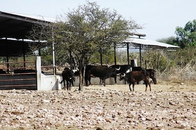 Ganaderos pierden 10 mdp