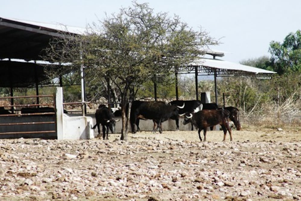 Ganaderos pierden 10 mdp