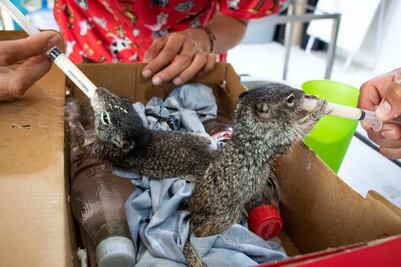Personal de Protección Animal alimenta a ardillas bebés en la capital de Querétaro