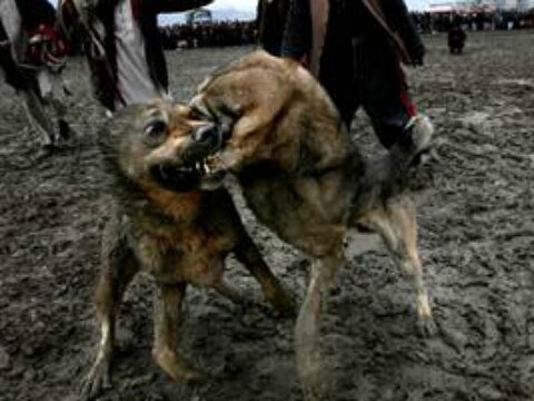 Rastrean peleas ilegales