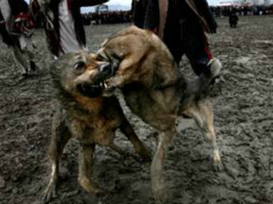 Rastrean peleas ilegales