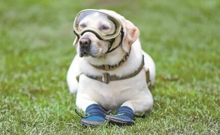 Día del perro: 10 datos asombrosos que no conocías de los lomitos