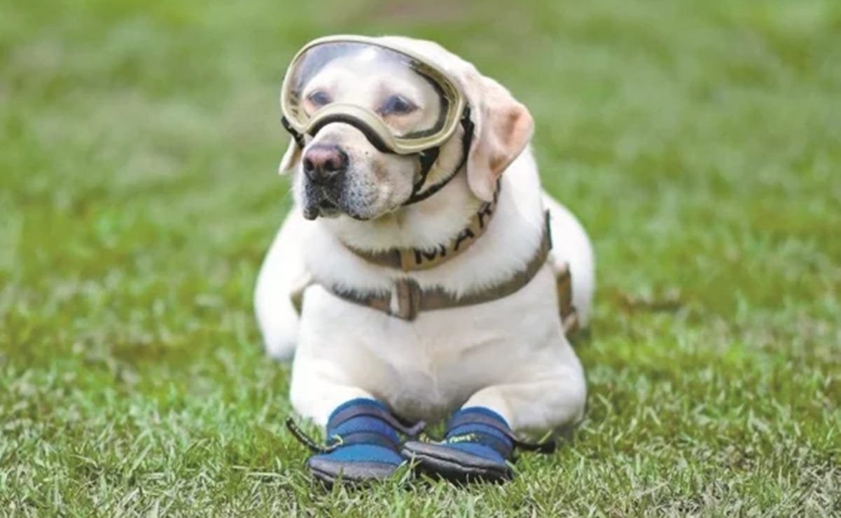 Día del perro: 10 datos asombrosos que no conocías de los lomitos