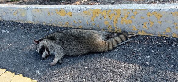 "Alto al atropellamiento de fauna en el Cimatario", demandan en Querétaro 