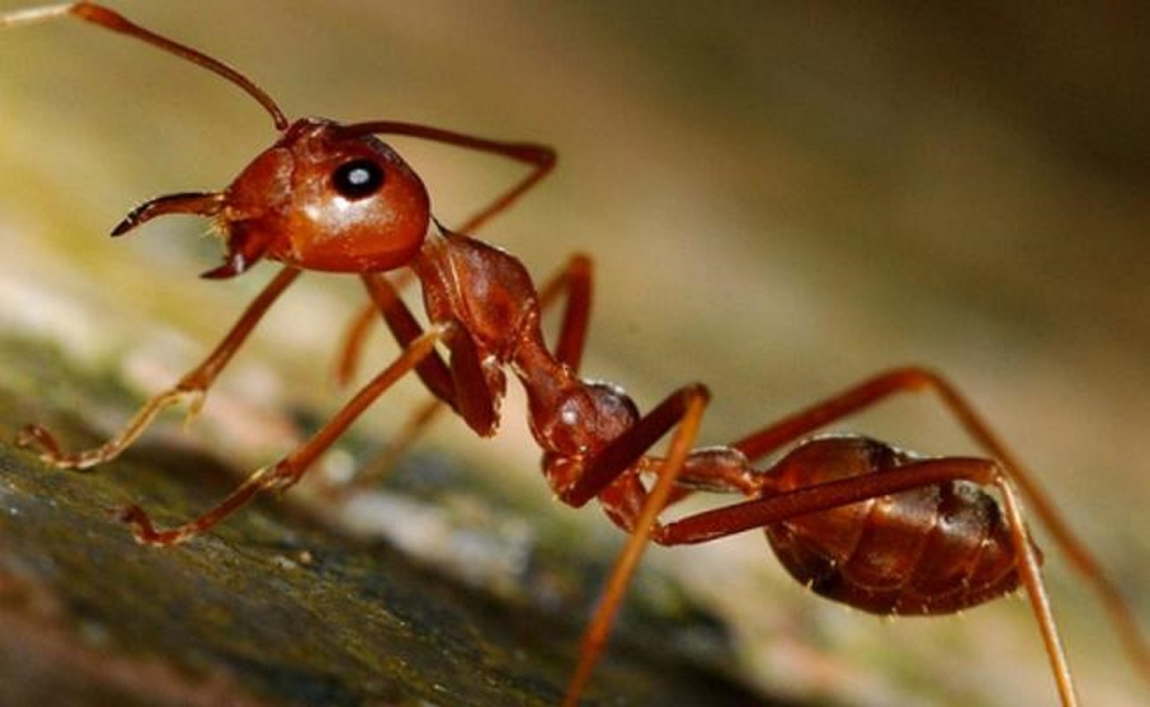 Mexicana colabora en investigación sobre primera hormiga mutante del mundo