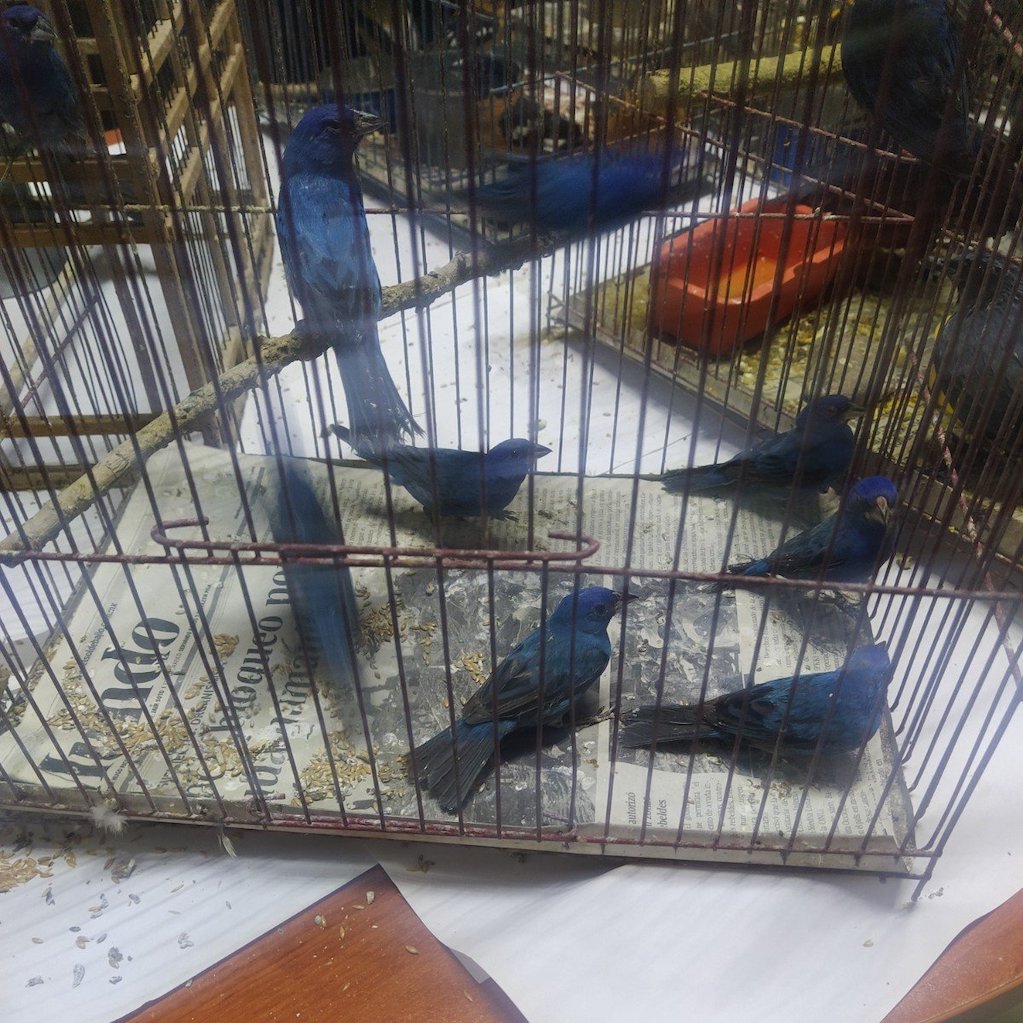 Pese a las sanciones, aún se ofertan animales exóticos en tianguis de Querétaro 