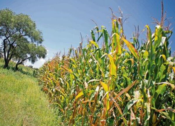 Excelente cosecha gracias a lluvias