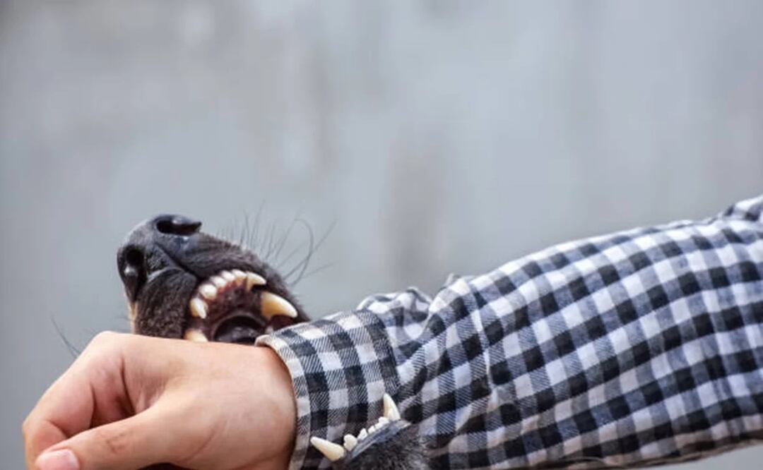 Muere niño de seis años tras ser atacado por un perro en CDMX