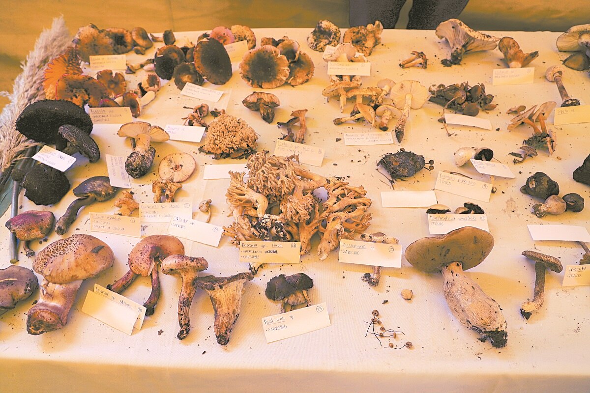 ¿Conoces la Feria Cultural del Hongo?