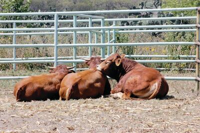 Pide PAN sanciones por abigeato