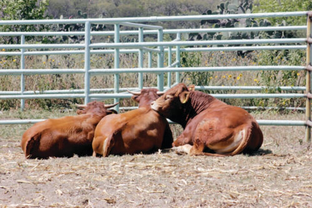 Pide PAN sanciones por abigeato