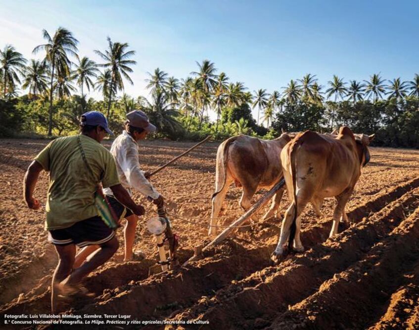 Siembra, Luis Villalobos (CORTESÍA LUIS VILLALOBOS MIMIAGA/ DGCP)