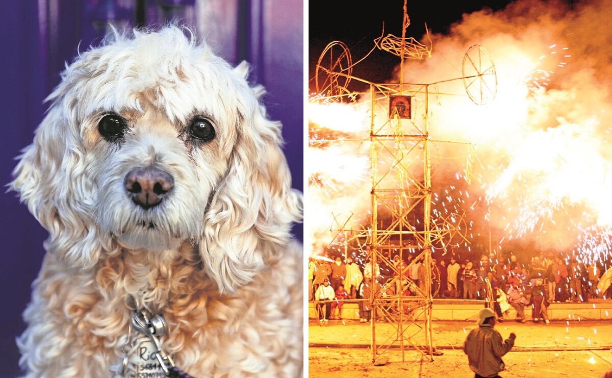 Regularán la pirotecnia para cuidar los oídos de las mascotas en Querétaro