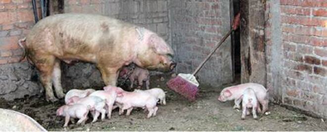 Alistan banco de semen de puercos