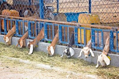 Proponen sacrificar animales  en la sequía 