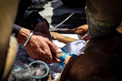 Incendio en vivienda de La Loma VI deja tres perros sin vida