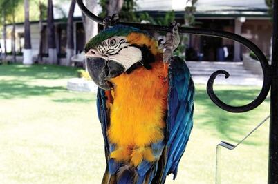 Esconden animales exóticos en viviendas