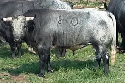 Ya hay toros para la Corrida de Rejones