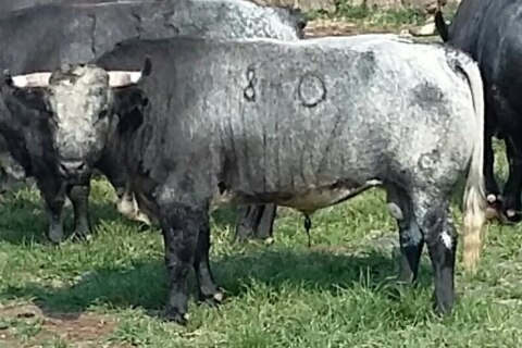 Ya hay toros para la Corrida de Rejones