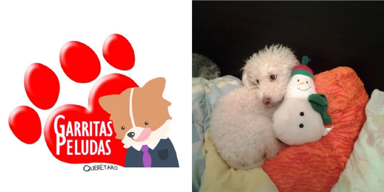 Veterinaria pide auxilio para sobrevivir a la crisis 