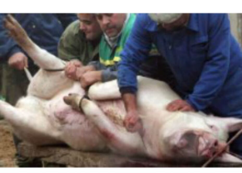 Matanzas clandestinas en SRJ