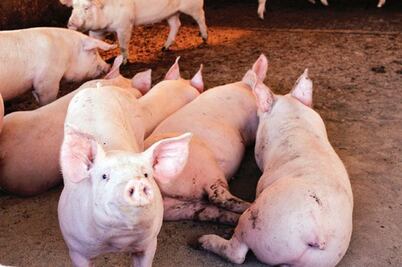 UTTIS aumenta producción en rastro