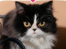 Buscan a Labubu, gatita extraviada en San Juan del Río