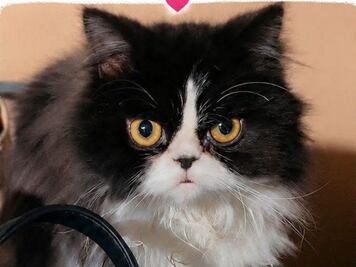 Buscan a Labubu, gatita extraviada en San Juan del Río