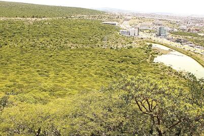 Tendrá la capital un Inventario Forestal