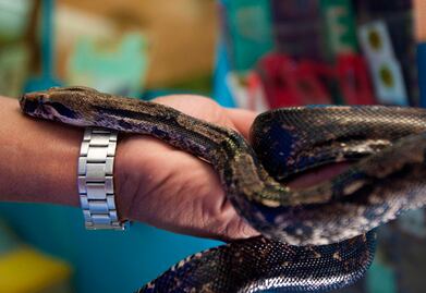 UAQ capacita a personal en manejo de serpientes