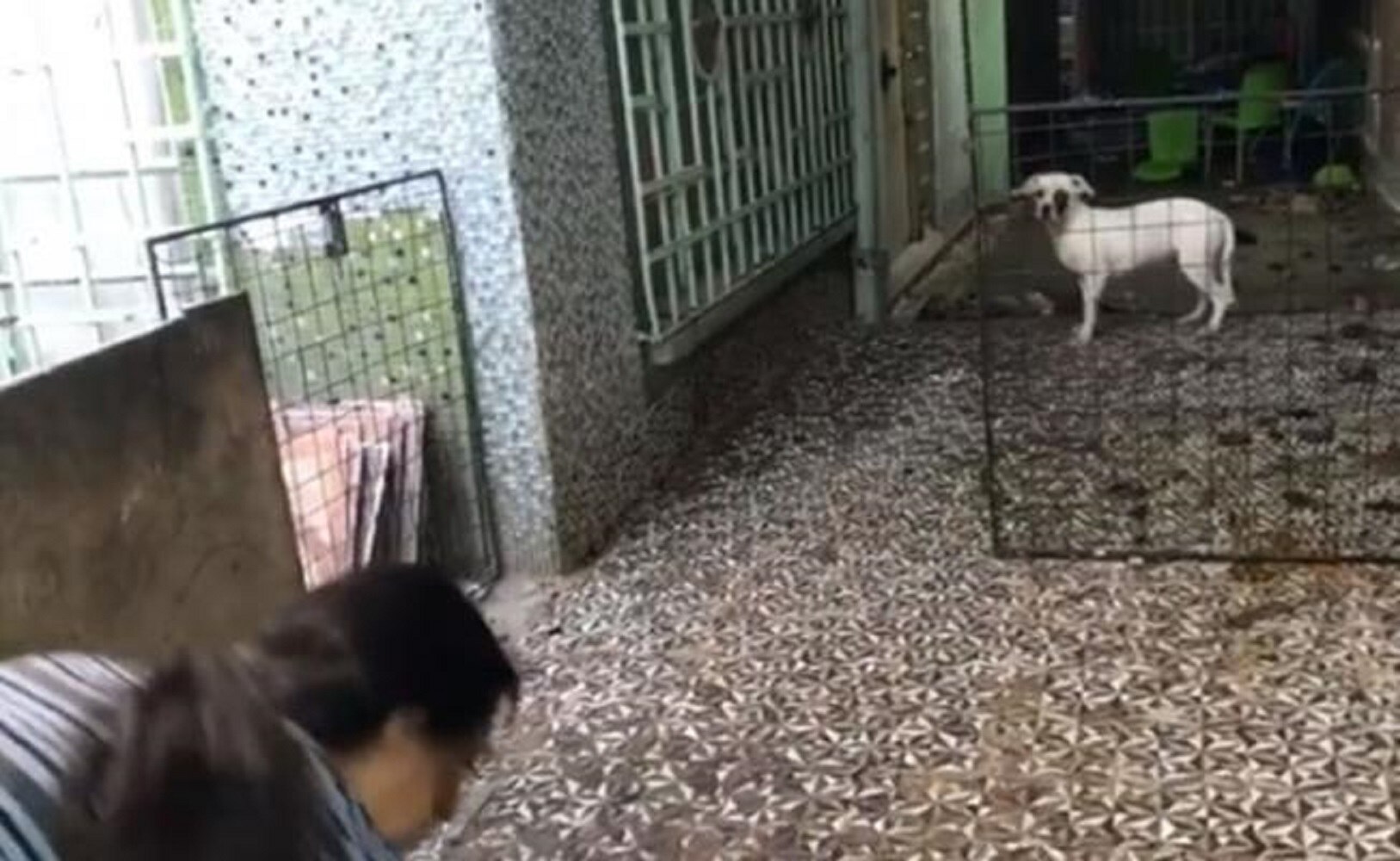 Detienen a mujer que alimentaba a perros con restos de otros cachorritos