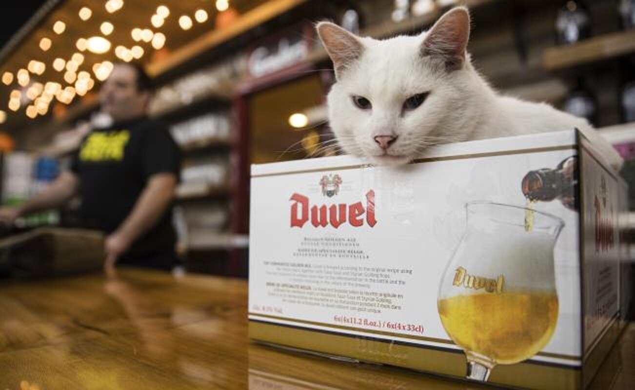 Albergue encuentra el empleo perfecto para gatos huraños