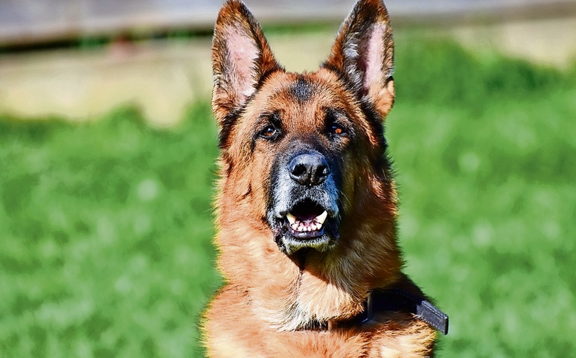 Querétaro prohibiría extracción de cuerdas vocales, dientes y uñas en animales