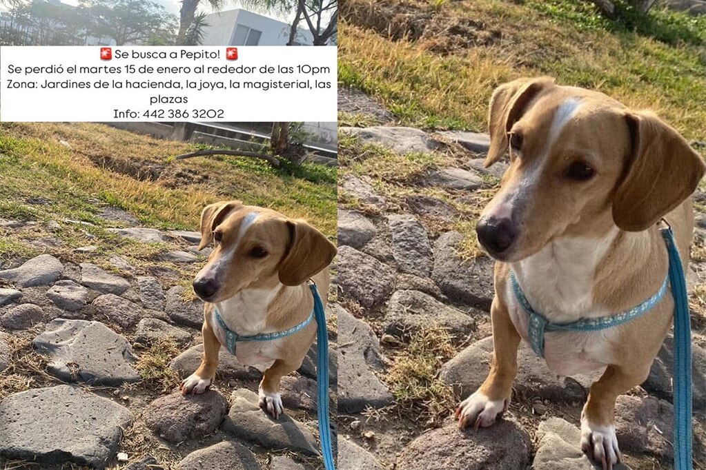 Pepito es un perrito de cruza de salchicha que se extravió en la colonia Las Plazas. Foto: Tomada de Facebook