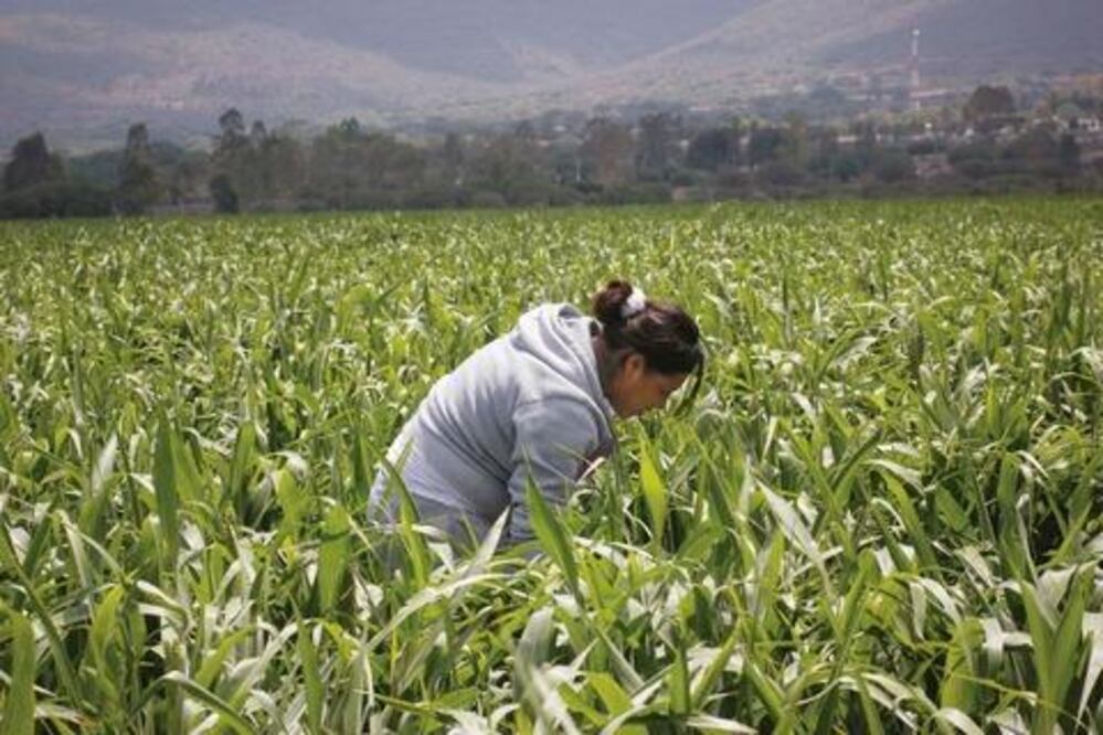 Vaticina SAGARAPA cosecha histórica 