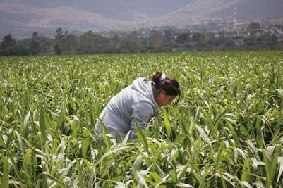 Vaticina SAGARAPA cosecha histórica
