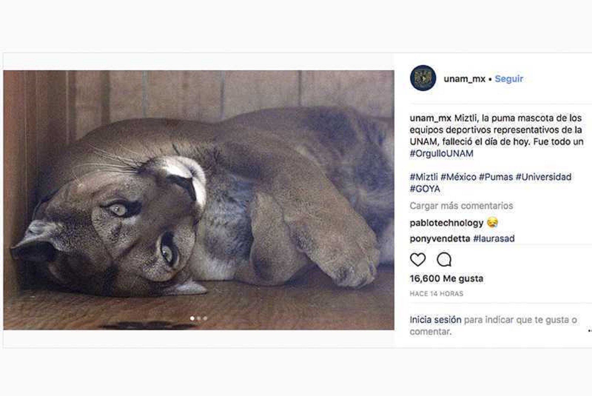 Fallece puma Miztli, emblema deportivo de la UNAM