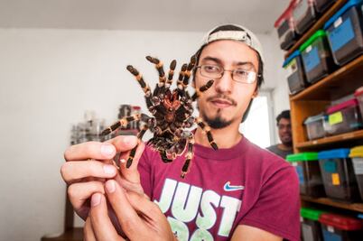 Vivario UAQ; un refugio para reptiles y arácnidos