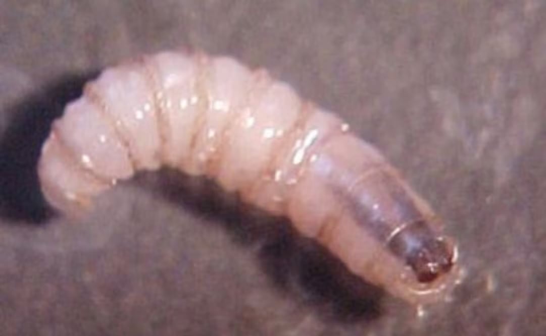 Detectan primer caso de gusano barrenador en Edomex; autoridades emiten alerta sanitaria. Foto: Especial