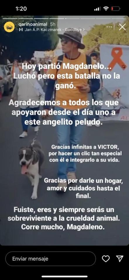 Muere Magdaleno, perrito que había sido macheteado en Querétaro