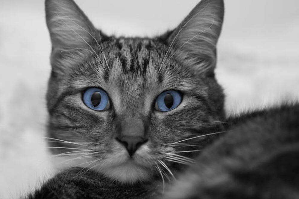 Fotos: Istock y cortesía