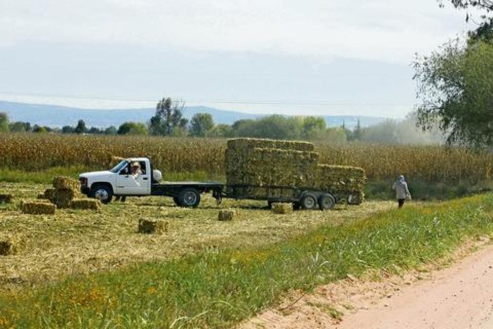 Campo queretano sin riesgo por frío